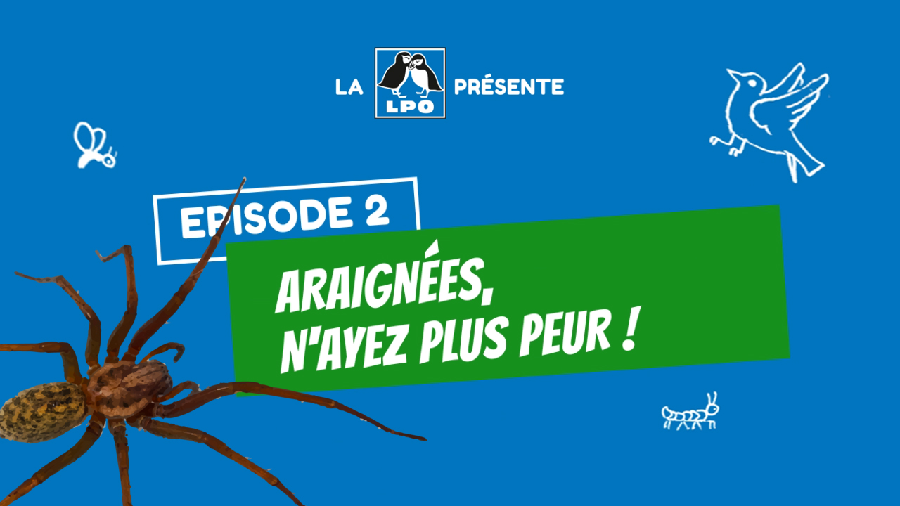Web-série Colocataires Sauvages : Épisode 2